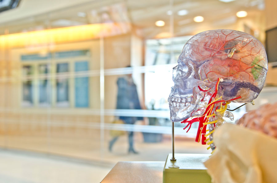 A plastic model of a brain- the skull translucent- stands in a public place