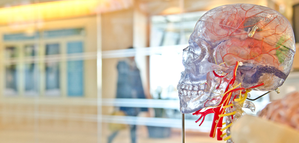 A plastic model of a brain- the skull translucent- stands in a public place