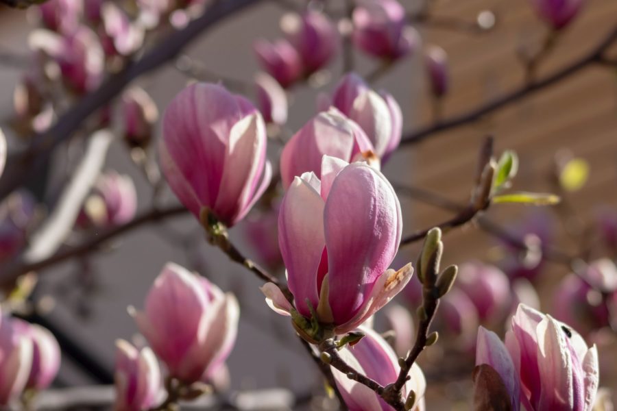 Close up of pink magnolia flowers just starting to open on a tree