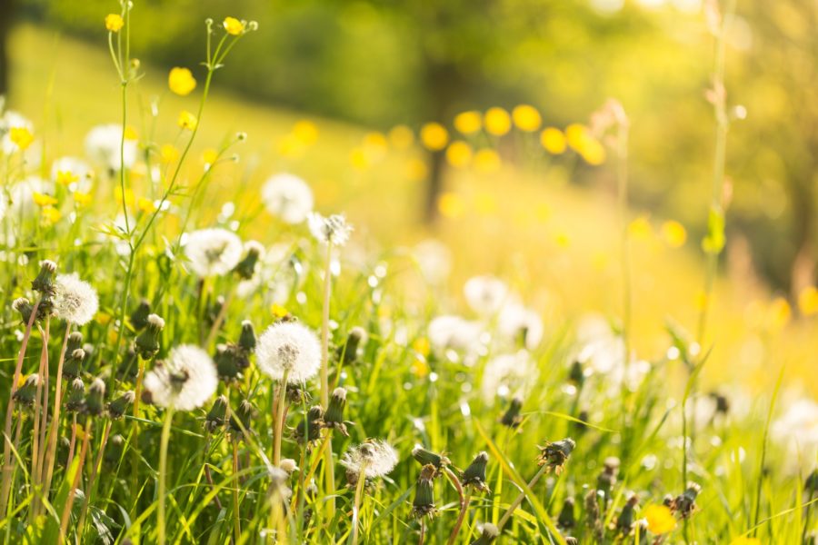 Spring time field has dandelions and other yellow flowers